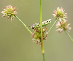 Odontomyia cincta
