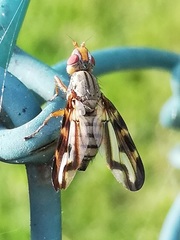 Otites lamed