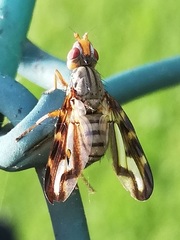 Otites lamed
