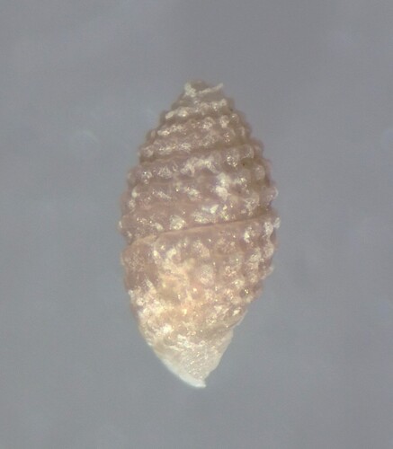 Cerithiopsis observed 2026-08-29