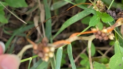 author not stated, no rights reserved Cuscuta gronovii, photograph author not stated, no rights reserved