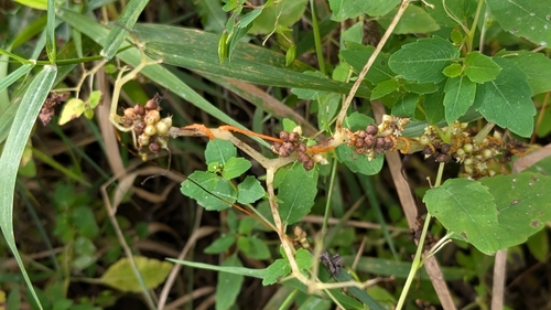 Cuscuta gronovii, photograph 5