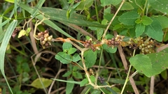 author not stated, no rights reserved Cuscuta gronovii, photograph author not stated, no rights reserved
