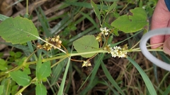 Cuscuta gronovii, photograph author not stated, no rights reserved