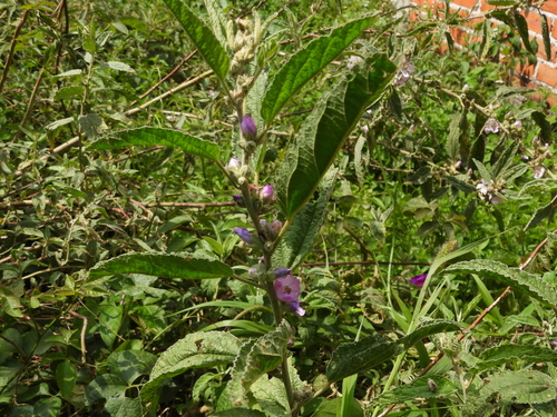 Sphaeralcea angustifolia, photograph 4