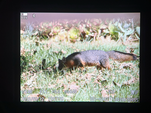 Santa Cruz Island Fox observed by happy4077