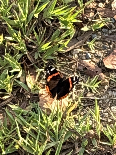 Red Admiral