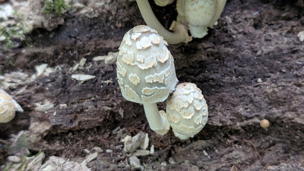 scaly ink cap · September 2026 · photo: Photo: no rights reserved · iNaturalist