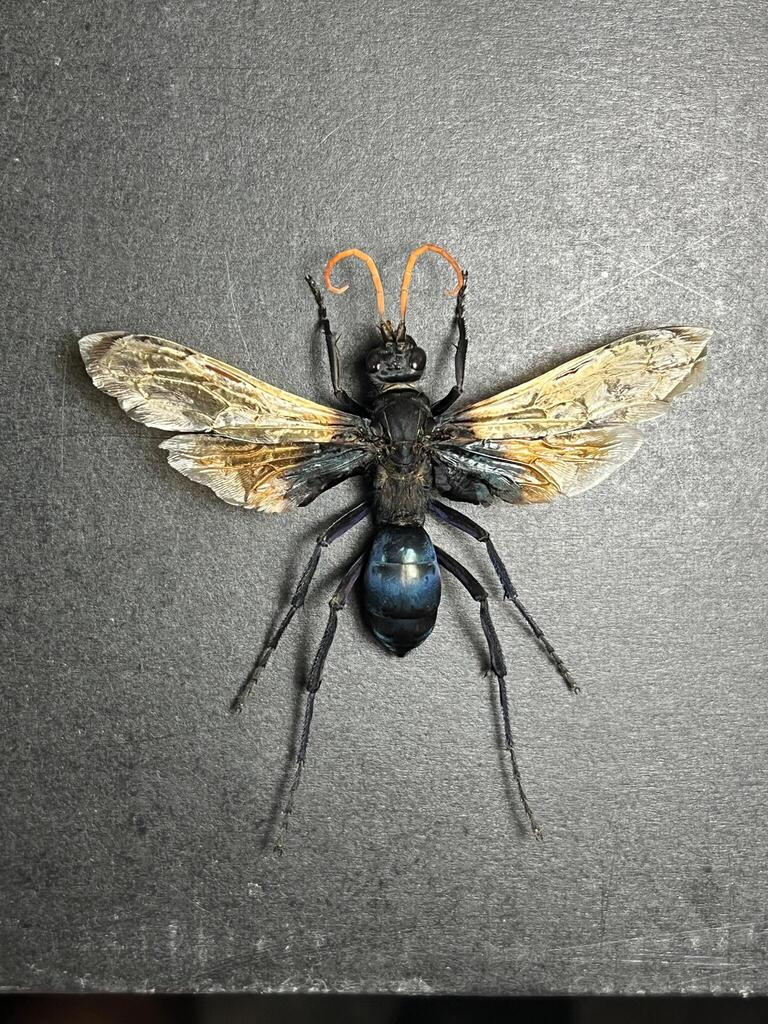 Pepsis petitii