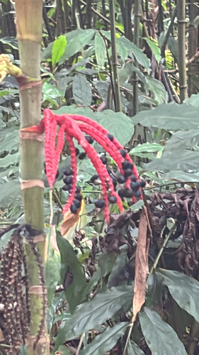 Pinanga coronata observed 2026-09-12