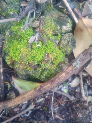 Tortula mucronifolia