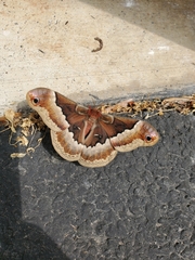 Callosamia promethea