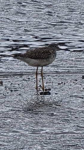 Greater Yellowlegs