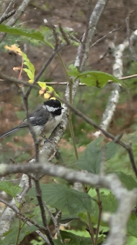 Black-capped Chickadee