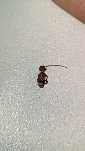 Beige Longhorned Beetle
