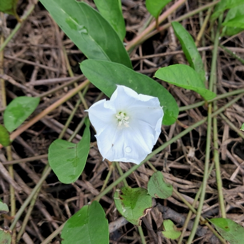 Aniseia martinicensis observed 2026-09-12