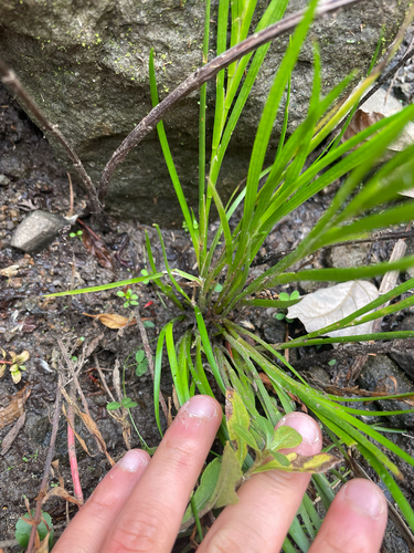 Juncus prismatocarpus