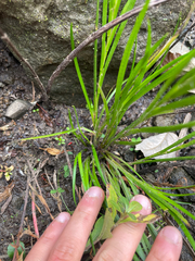 Juncus prismatocarpus