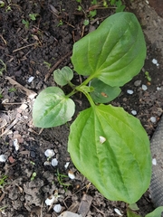 Plantago major