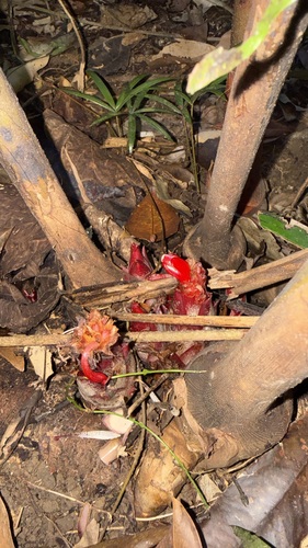 Hornstedtia scottiana, photograph 2