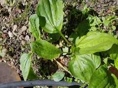 Plantago major