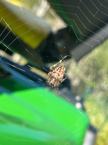 Cross Orbweaver