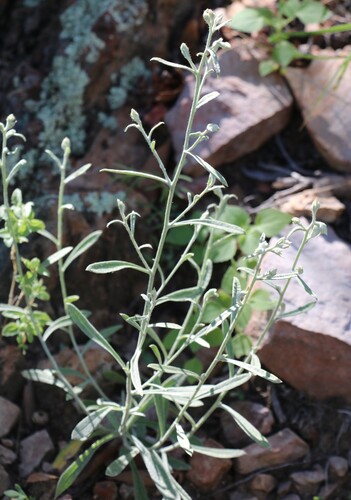 Pseudognaphalium canescens