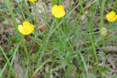Ranunculus auricomus