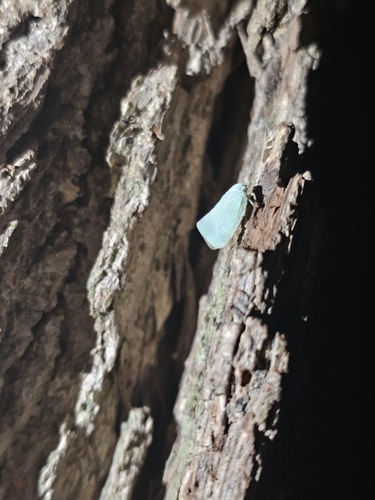 Northern Flatid Planthopper