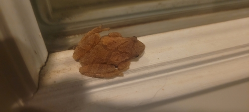 Spring Peeper
