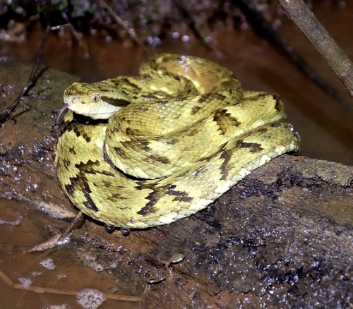 Yarará Lancehead