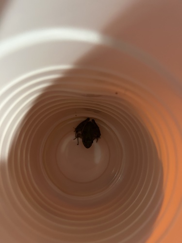 Blanchard's Cricket Frog