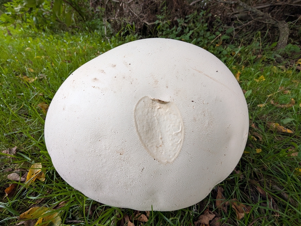 giant puffball · September 2026 · photo: Photo: (c) Bryan Rennick, some rights reserved (CC BY) · iNaturalist