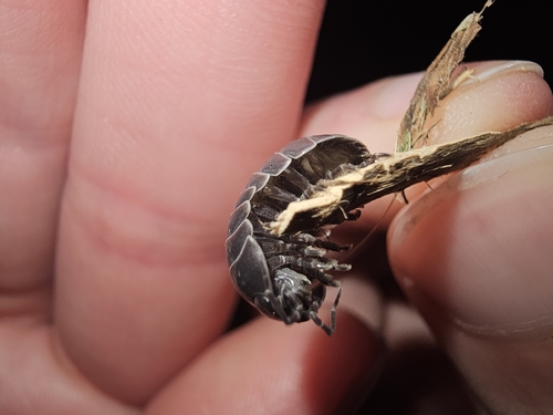Common Pill Woodlouse