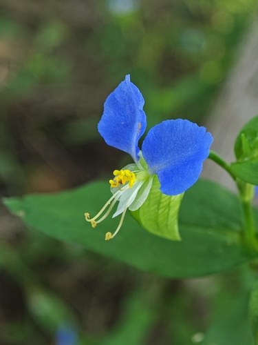 Asiatic dayflower