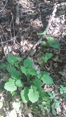Lapsana communis intermedia