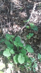 Lapsana communis intermedia