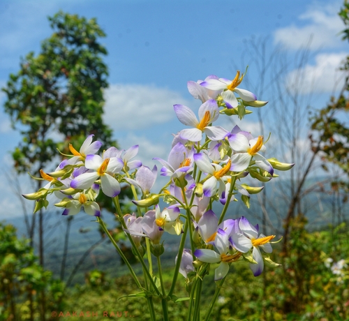 Exacum tetragonum observed 2026-09-12