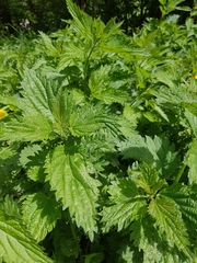 Urtica dioica