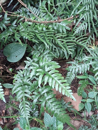 Pteris semipinnata observed 2026-09-13