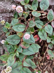 Persicaria capitata