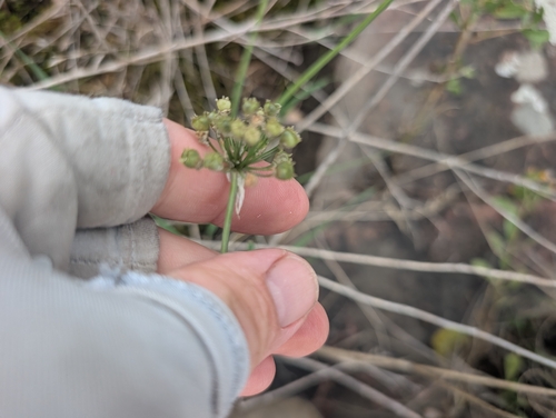 Allium stellatum, photograph 5