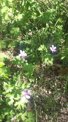Geranium asphodeloides