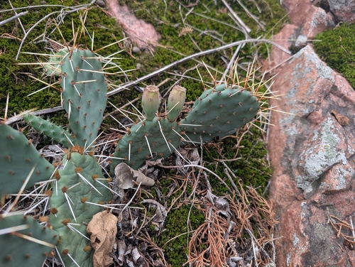 Opuntia cymochila