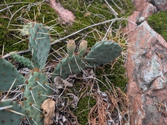 Opuntia cymochila