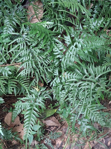 Pteris semipinnata observed 2026-09-13