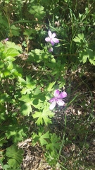 Geranium asphodeloides