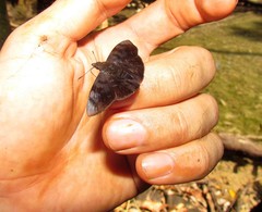 Pellicia costimacula