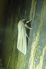 Acronicta insularis