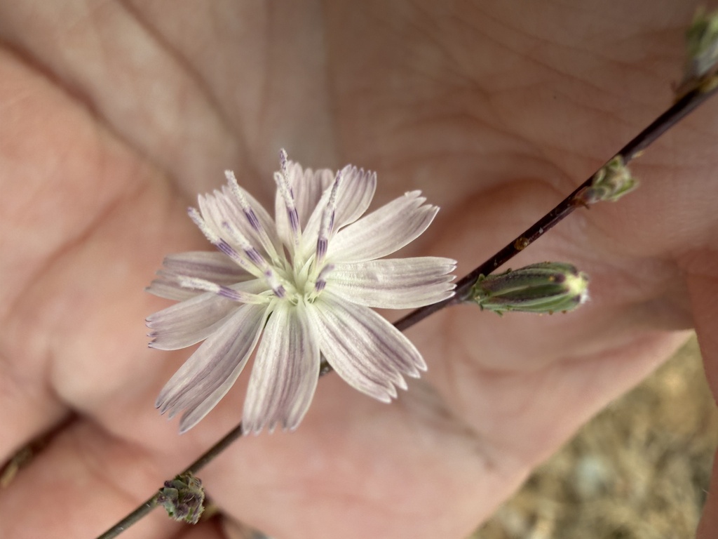 Stephanomeria diegensis; photograph author not stated, no rights reserved